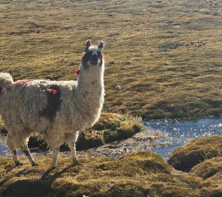Altiplano una experiencia única