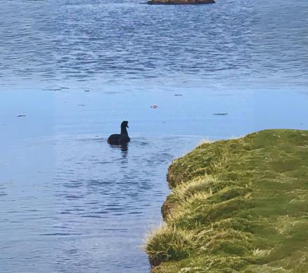 Parque Nacional Lauca 2D/1N