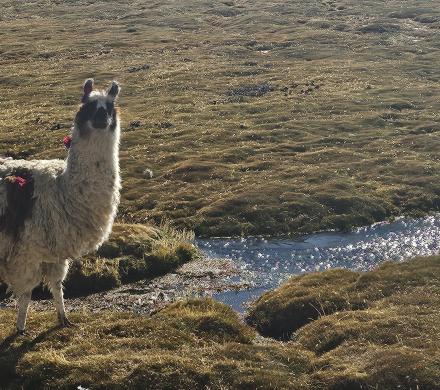 Let’s Enjoy the Altiplano
