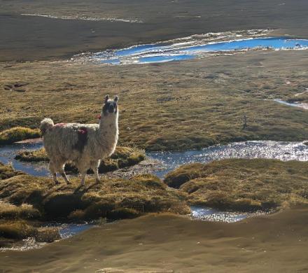 Parque Nacional Lauca 2D/1N